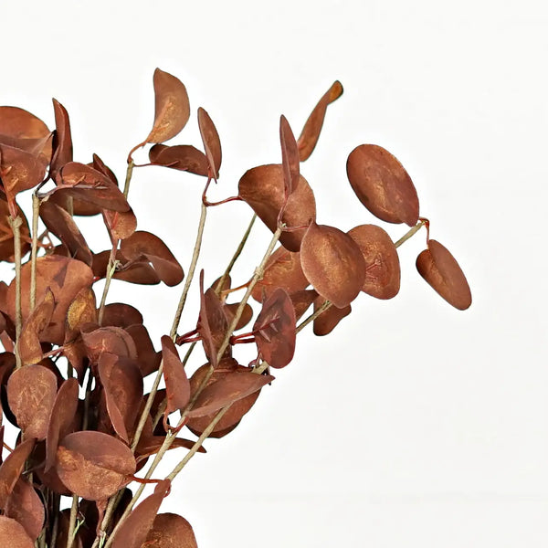 Silver Dollar Leaves Bush
