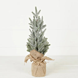 Snowy Blue Cypress Pine Trees