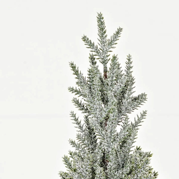 Snowy Blue Cypress Pine Trees