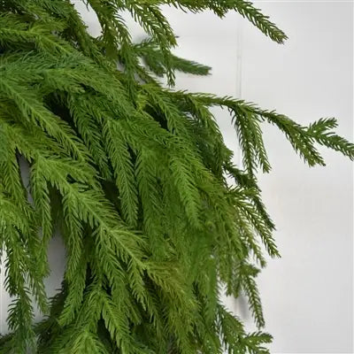 24" Real Touch Norfolk Wreath