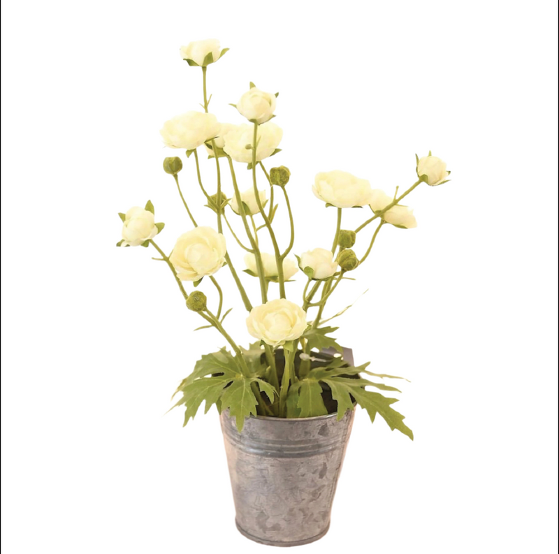 Potted Ranunculus Flower
