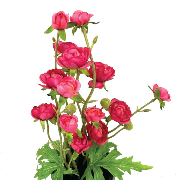 Potted Ranunculus Flower
