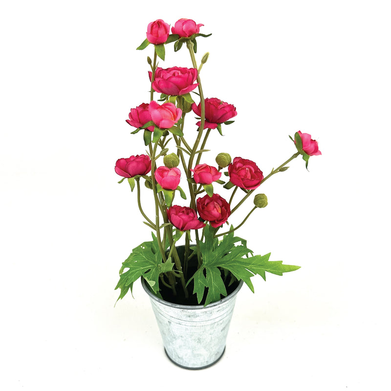 Potted Ranunculus Flower
