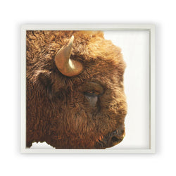 Buffalo <br>Framed Photography
